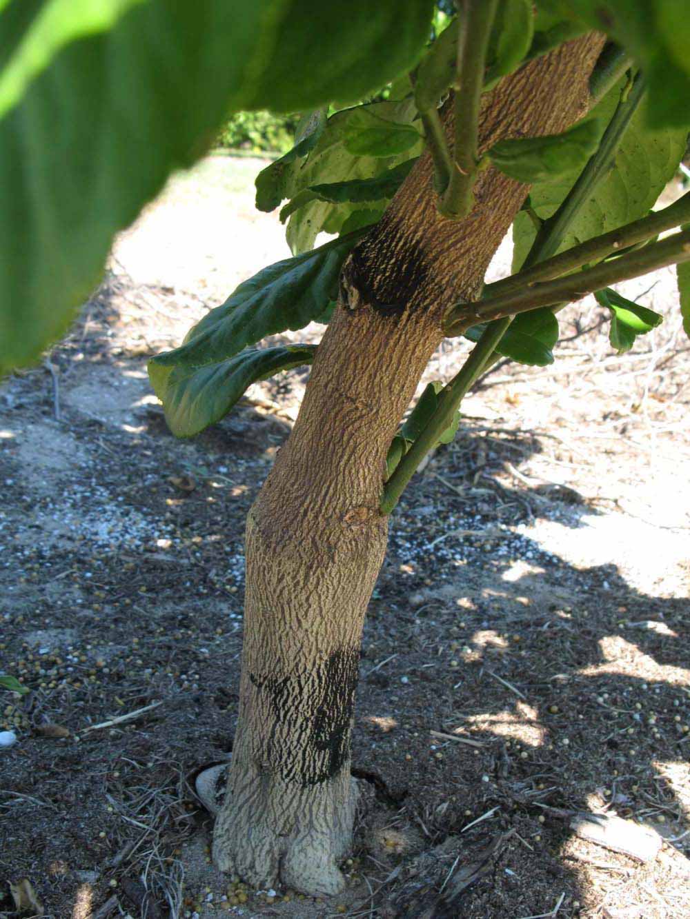            Bark (Winter Haven, FL)   